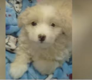 Extorsionan a una menor para devolverle a su perrita en Bosa 1 Extorsionan a una menor para devolverle a su perrita en Bosa La perrita escapó de su casa y ahora delincuentes extorsionan la dueña, una menor de 9 años en Bosa.
