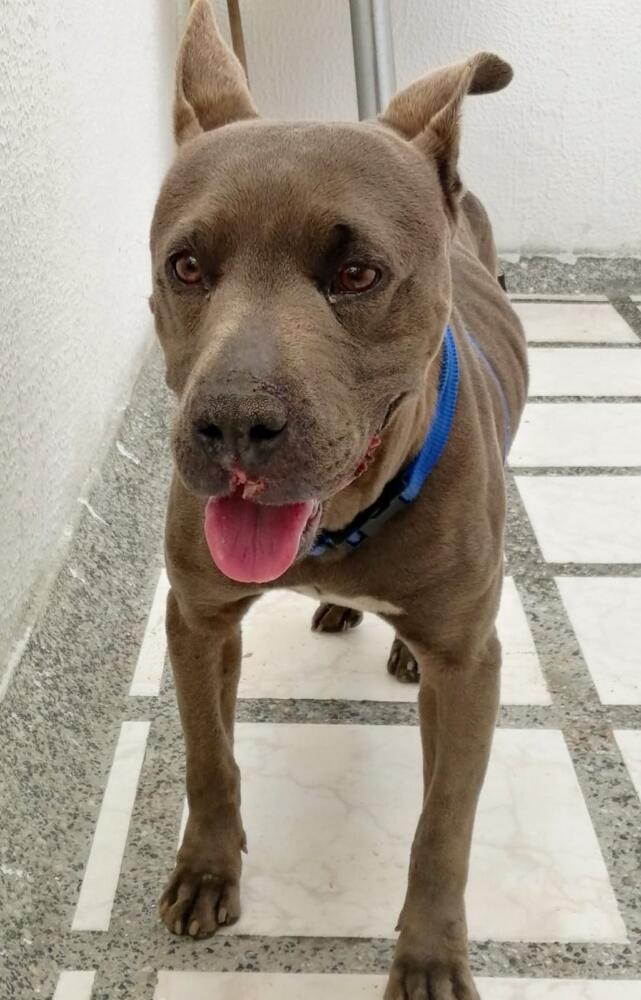Perrita huyó de su agresor y se subió malherida a un TM buscando ayuda 1 Perrita huyó de su agresor y se subió malherida a un TM buscando ayuda Una perrita mal herida se resguardó al interior de un bus de TransMilenio del agresor que la venía maltratando.