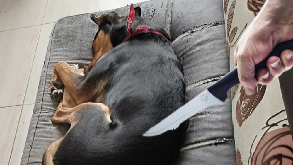 ¡Infames! Asesinaron con un cuchillo a perrita en el barrio Primavera 2 ¡Infames! Asesinaron con un cuchillo a perrita en el barrio Primavera Una perrita habría sido asesinada por mujer en el barrio Primavera de Puente Aranda.