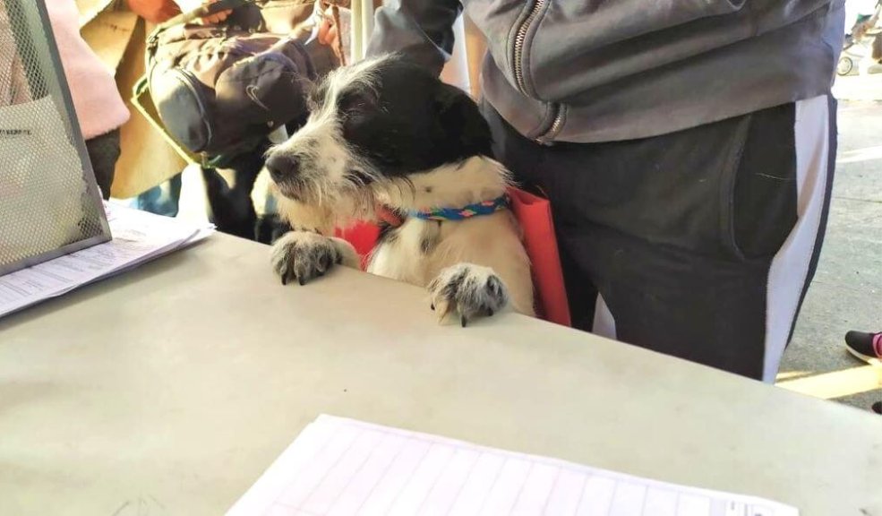 Así podrá agendar la esterilización de su mascota de manera gratuita El Instituto Distrital de Protección y Bienestar Animal, se informó que se habilitaron los turnos para poder esterilizar de manera gratuita a las mascotas en la Unidad de Cuidado Animal UCA ubicada en la Carrera 106a # 67-02. 