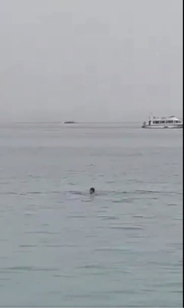 Aterrador: turista fue atacado por un tiburón 1 Aterrador: turista fue atacado por un tiburón En video quedó registrado el momento en el que un turista es devorado por un tiburón.