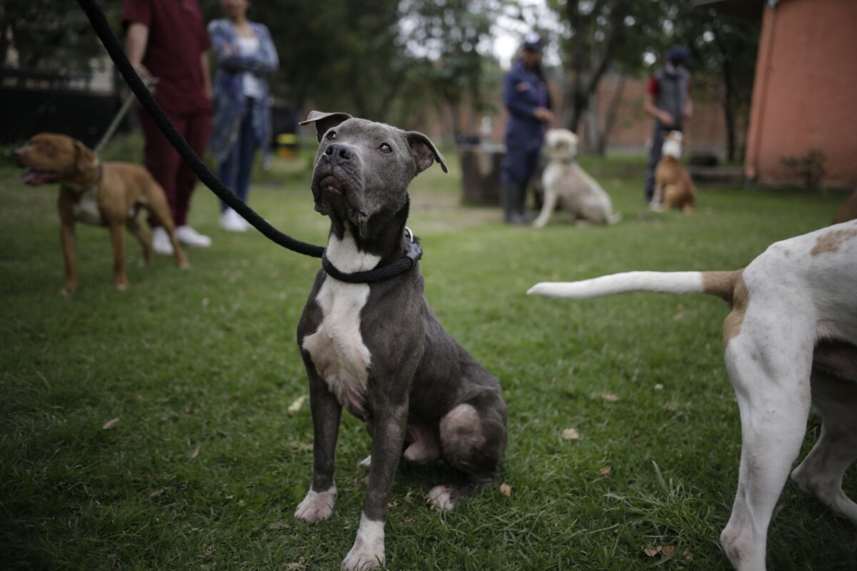 Estos son los perros considerados potencialmente peligrosos