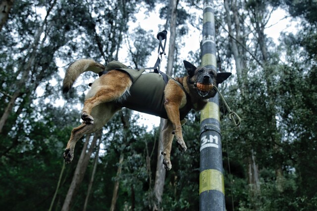Así son entrenados los perros héroes como 'Wilson' Les contamos cómo es el entrenamiento de los perros que hacen parte de las Fuerzas Militares.