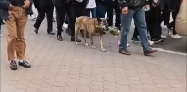 Conmovedor video: perrita llevó flores al funeral de su dueño para despedirlo Una perrita se ha vuelto viral en redes sociales luego de que quedara registrado el momento en que esta mascota llevó flores al funeral de su dueño.