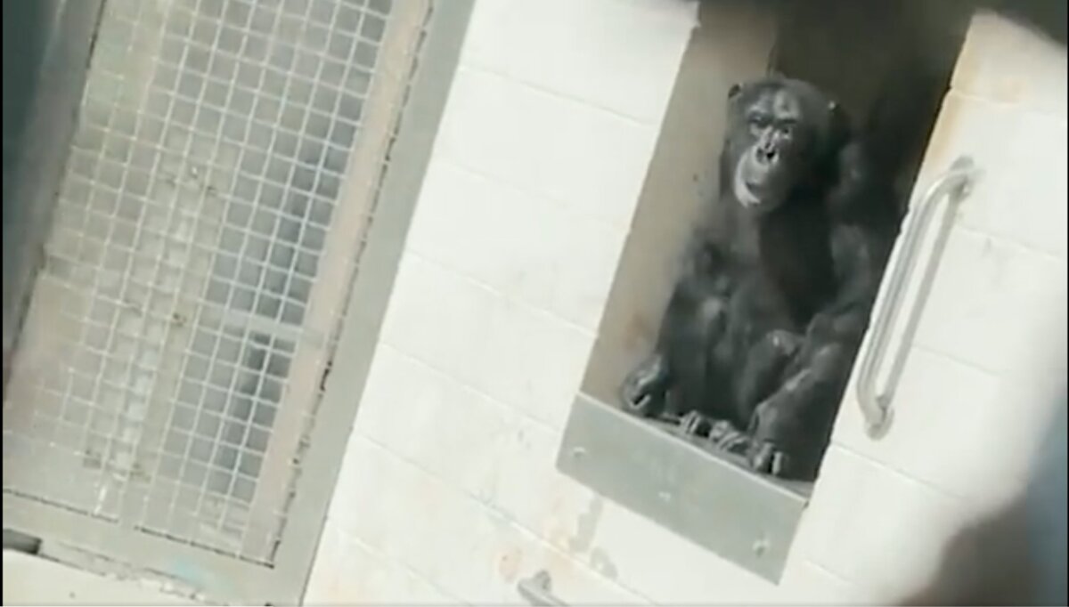 El emotivo momento en el que una chimpancé ve el cielo por primera vez en su vida 1 El emotivo momento en el que una chimpancé ve el cielo por primera vez en su vida Vainilla es una Chimpancé de 29 años que fue rescatada de un laboratorio experimental en Estados Unidos y que en las redes sociales se ha hecho viral el momento en el que ve el cielo por primera vez en su vida cuando llegó al santuario Save the Chimps de Fort Pierce, en Florida.