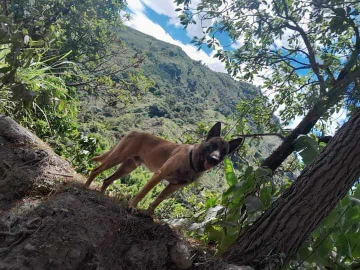 ¿Apareció Wilson? Aseguran que lo vieron deambulando en el Huila 1 ¿Apareció Wilson? Aseguran que lo vieron deambulando en el Huila