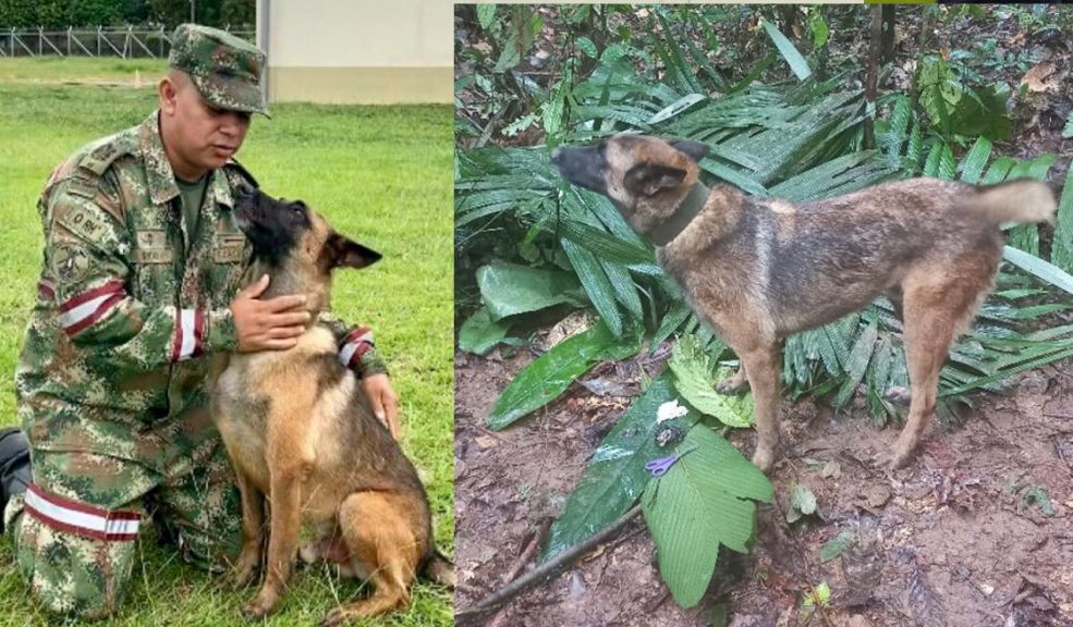 Así va la búsqueda de Wilson, el perro que encontró a los niños en el Guaviare