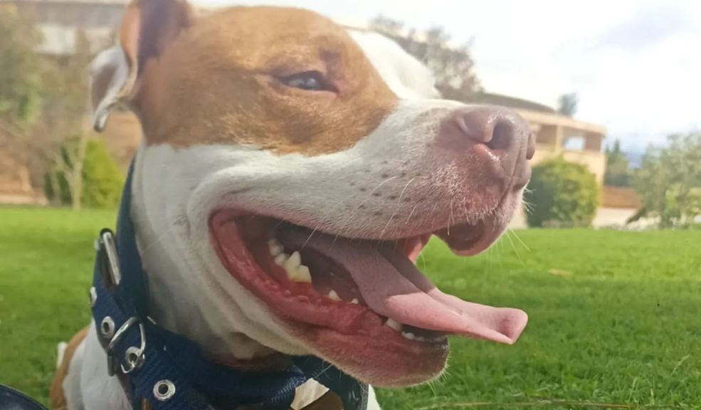 Estos son los perros considerados potencialmente peligrosos