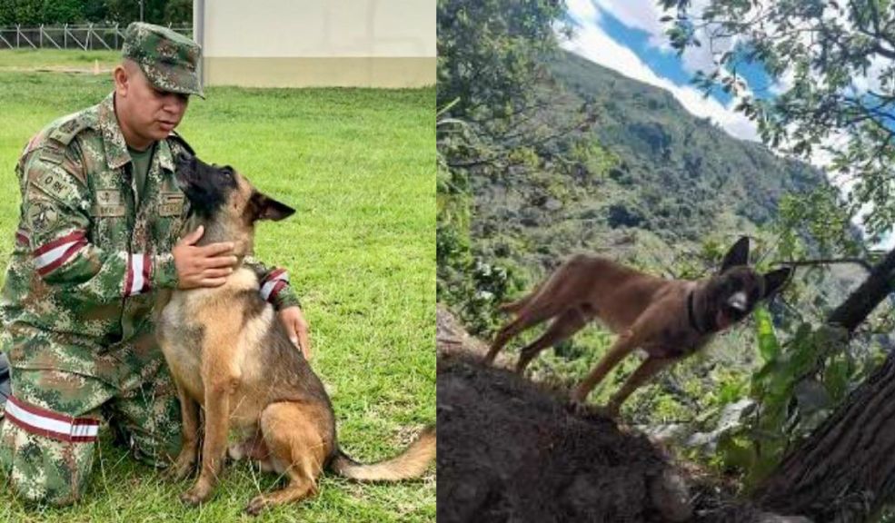 ¿Apareció Wilson? Aseguran que lo vieron deambulando en el Huila