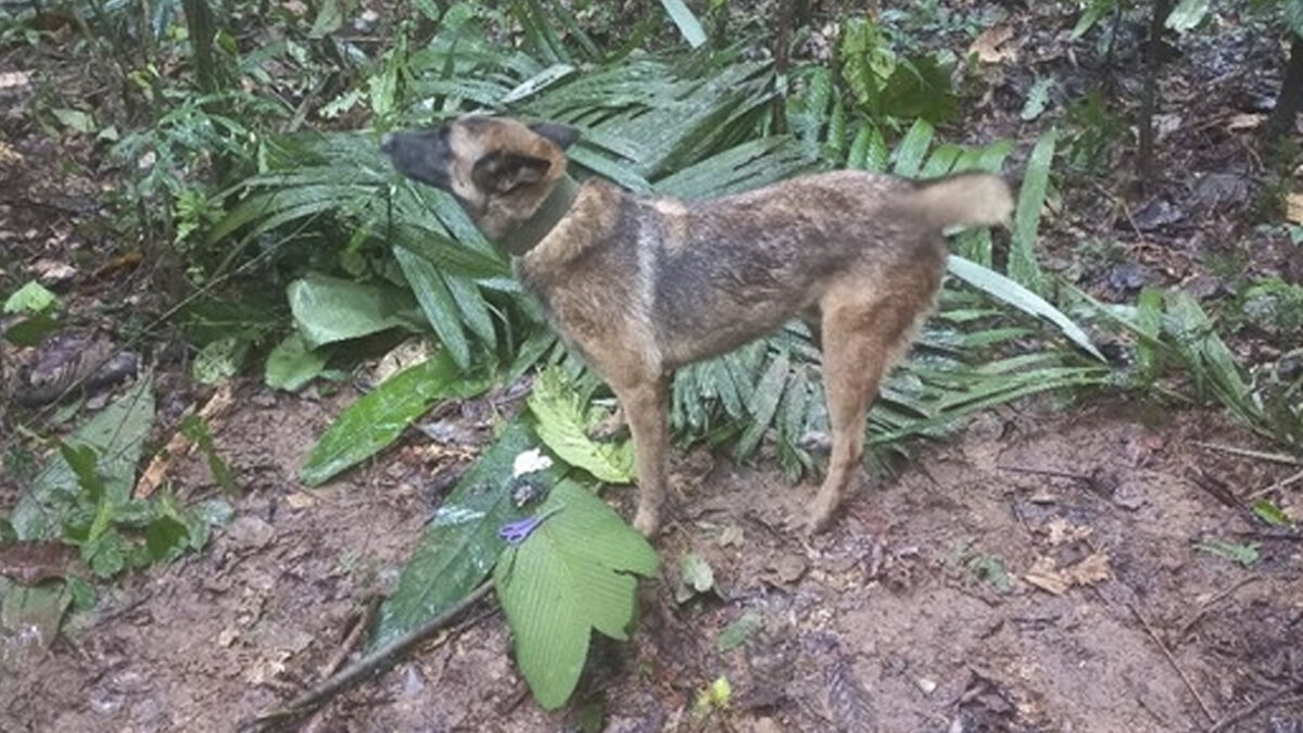 Pronto suspenderían la búsqueda de Wilson Hace un par de semanas el mundo entero recibió con mucha felicidad el hallazgo de los cuatro niños que estuvieron perdidos en la selva del Guaviare por 40 días, quienes fueron encontrados con vida, pese a haber estado sin buena alimentación e hidratación por todo ese tiempo.