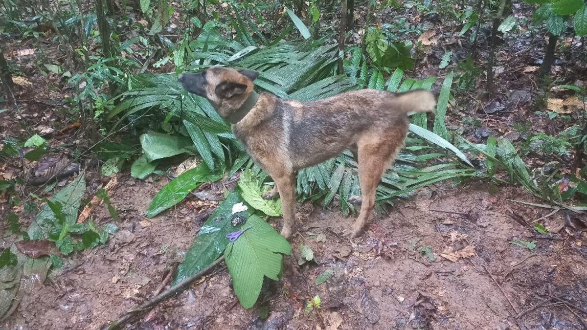 Recolectan miles de firmas para que no abandonen al perrito Wilson Tras la aparición de los niños en la selva este 9 de junio en horas de la tarde, una gran esperanza invadió los corazones de los colombianos, después de una intensa búsqueda de 40 días.
