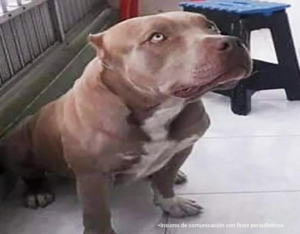 Cárcel para dos asesinos de perros en Cundinamarca y Antioquia 1 Cárcel para dos asesinos de perros en Cundinamarca y Antioquia