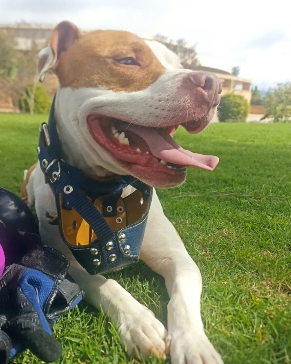 Estos son los perros considerados potencialmente peligrosos