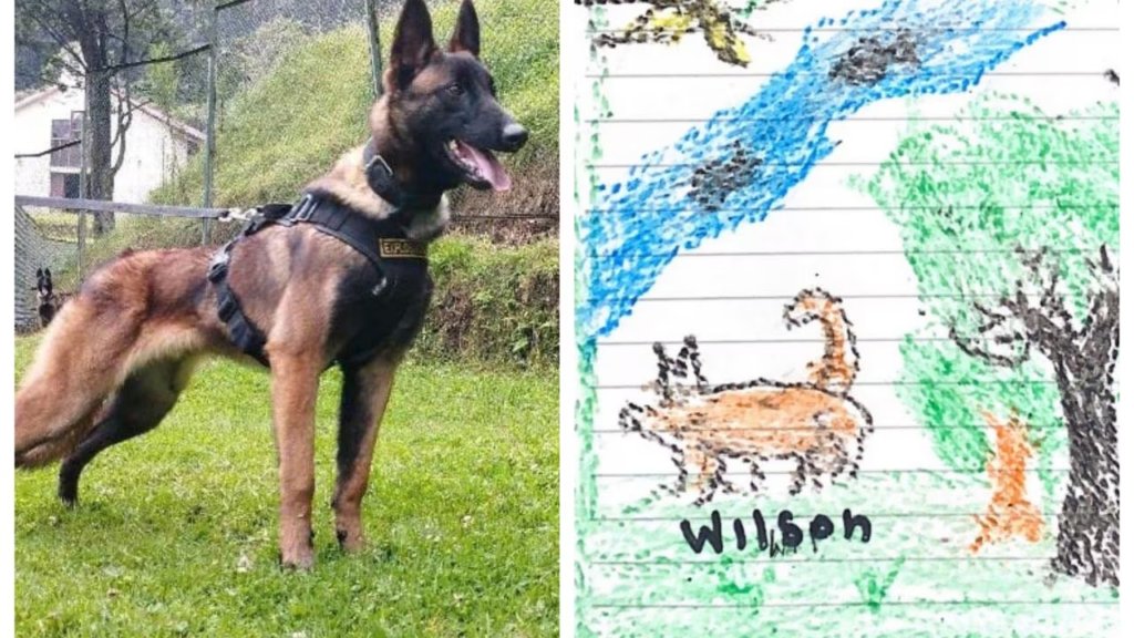 Con perritas en celo pretenden encontrar a Wilson en el Guaviare Al menos ocho hembras en celo llevarán a la selva del Guaviare, con el objetivo de reforzar la operación ‘esperanza’ para encontrar al perrito Wilson.