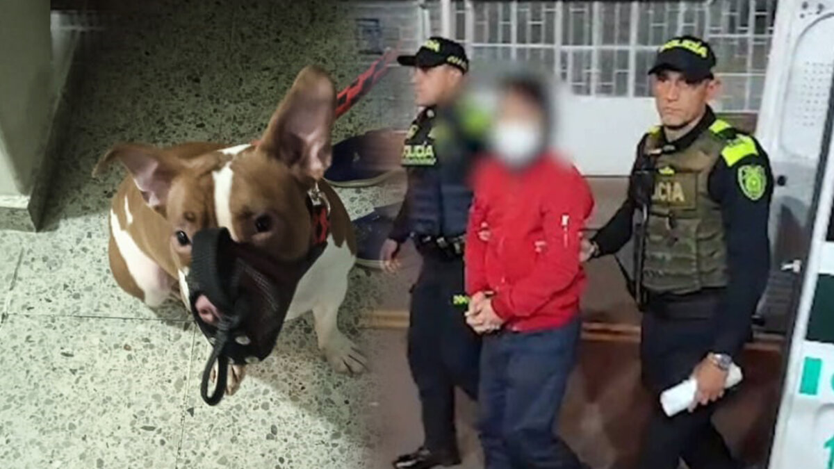 Ataque de perro pitbull dejó a 3 menores heridos en Engativá El dueño del perro pitbull que atacó a los 3 menores en el barrio La Serena, de Engativá, fue capturado y la familia de uno de los menores le aseguró a Q'HUBO que irán hasta las últimas consecuencias para exigir justicia.