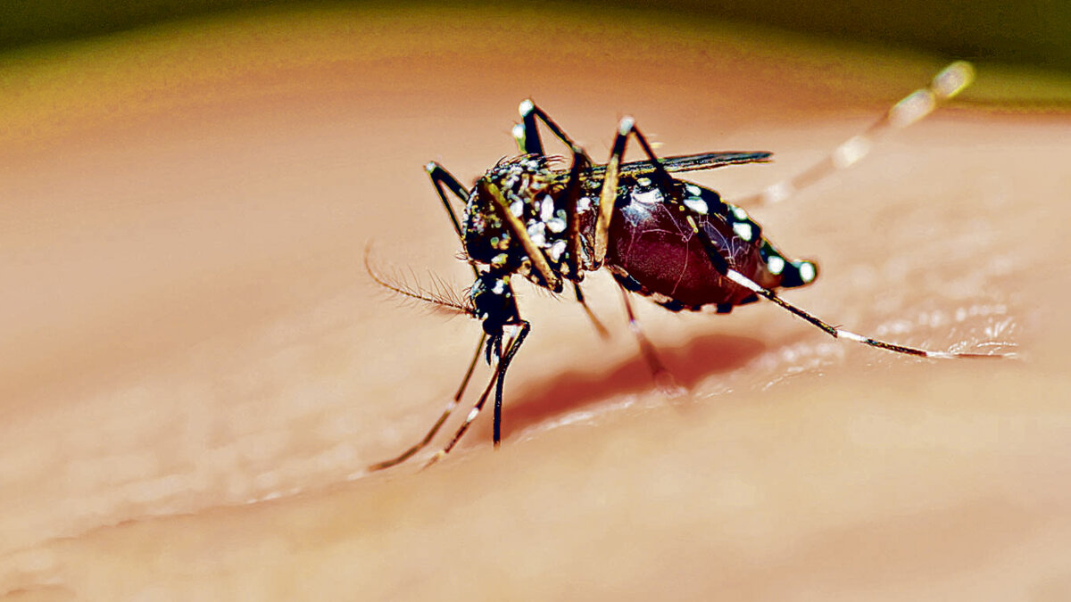Alerta en Colombia por aumento de dengue 7 Alerta en Colombia por aumento de dengue En Colombia hay alerta debido al incremento de infectados por dengue. Esto ha llevado a que las autoridades de salud movilicen equipos de trabajo para disminuir el impacto del virus y su propagación.