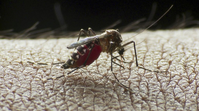 Alerta en Colombia por aumento de dengue 1 Alerta en Colombia por aumento de dengue En Colombia hay alerta debido al incremento de infectados por dengue. Esto ha llevado a que las autoridades de salud movilicen equipos de trabajo para disminuir el impacto del virus y su propagación.