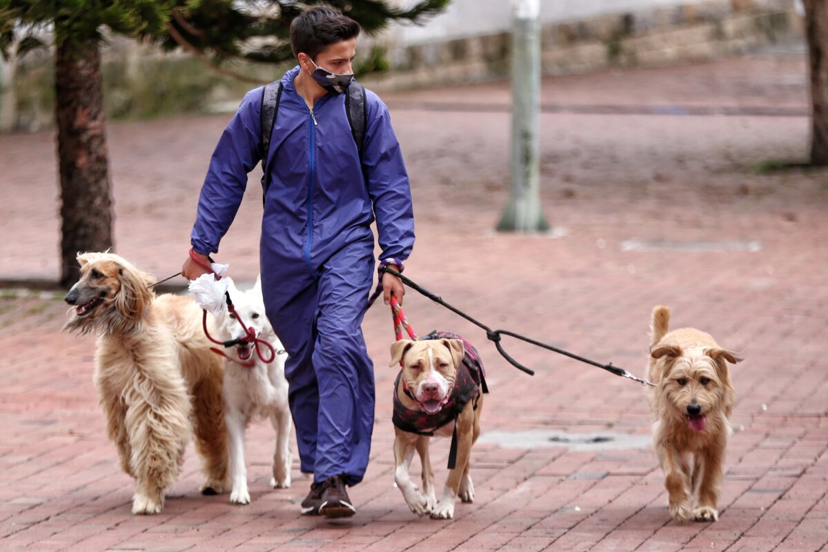 Así podrá agendar con el Distrito su turno de esterilización para perros o gatos en agosto El Instituto Distrital de Protección y Bienestar Animal (IDPYBA), recordó que estas jornadas de esterilización para perros y gatos serán gratis para los ciudadanos de estratos 1, 2 y 3.