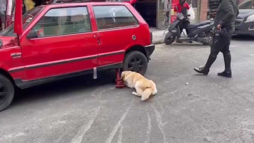 Con perro antinarcóticos capturaron a alias 'El Viejo' en Soacha Durante un operativo de la Policía Metropolitana de Soacha se logró la captura de alias 'El Viejo', el cual se dedicaba al expendio de droga en las comunas 2 y 3 del municipio vecino. El sujeto fue capturado gracias a la labor de un perro antinarcóticos que pudo olfatear un cargamento de marihuana que el hoy detenido transportaba en el tanque de gasolina de un carro particular.