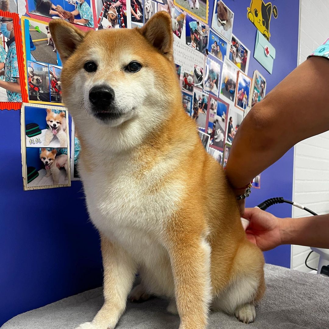 El famoso perrito del meme se encuentra en grave estado de salud 1 El famoso perrito del meme se encuentra en grave estado de salud 'Cheems', el reconocido perrito de los memes se encuentra atravesando por un grave estado de salud, incluso podría fallecer en cualquier momento.