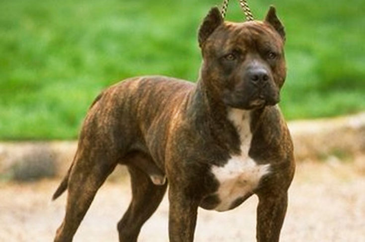 Pitbull mordió a una niña de 4 años en la cara Una pequeña de 4 años fue atacada por un perro de raza pitbull en el barrio Las Brisas, en la localidad de Kennedy.