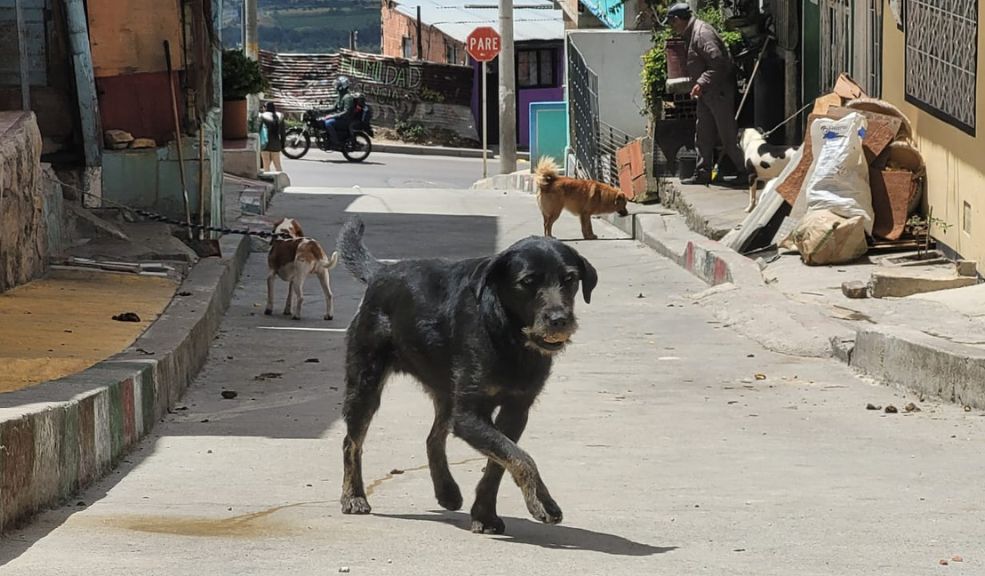 En Ciudad Bolívar: comunidad denuncia atroz ola de violencia contra animales 6 En Ciudad Bolívar: comunidad denuncia atroz ola de violencia contra animales El caso más reciente ocurrió en Brisas del Volador, en la parte alta de Ciudad Bolívar, donde la comunidad aseguró que han aparecido varios perros apuñalados en los últimos días.