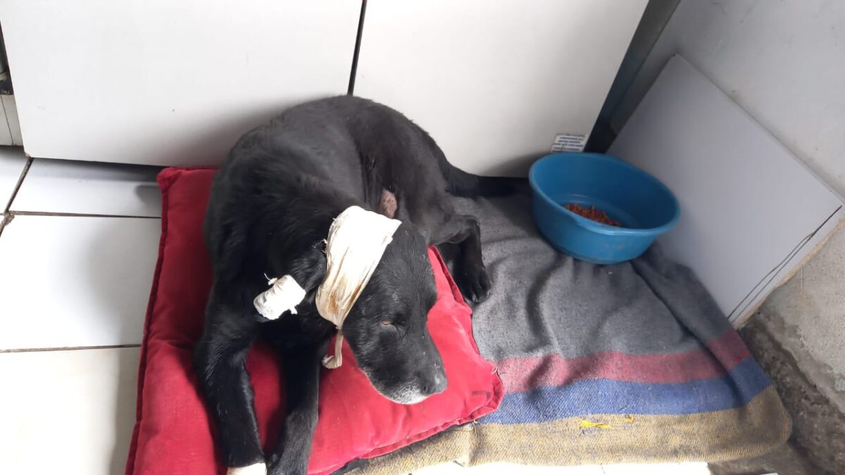 En Ciudad Bolívar: comunidad denuncia atroz ola de violencia contra animales 1 En Ciudad Bolívar: comunidad denuncia atroz ola de violencia contra animales El caso más reciente ocurrió en Brisas del Volador, en la parte alta de Ciudad Bolívar, donde la comunidad aseguró que han aparecido varios perros apuñalados en los últimos días.