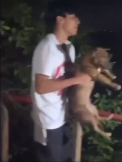 Esta es la sanción que podrán tener los jóvenes que lanzaron un perro a una playa El caso de un perrito lanzado desde un balcón a una playa por un grupo de jóvenes se fue a instancias legales. Este es el castigo que podrán recibir.