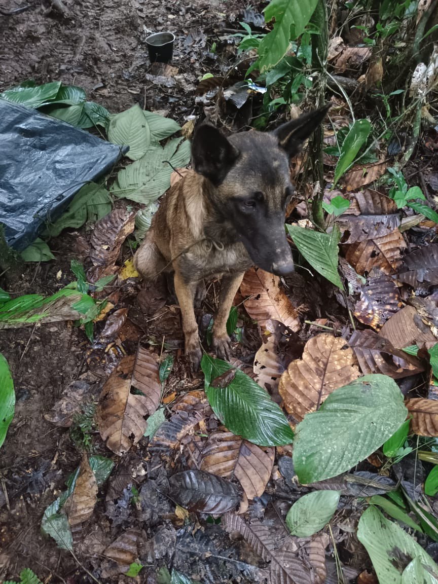 Se perdió la esperanza: se confirmó que el perro encontrado en la selva de Caquetá no es Wilson