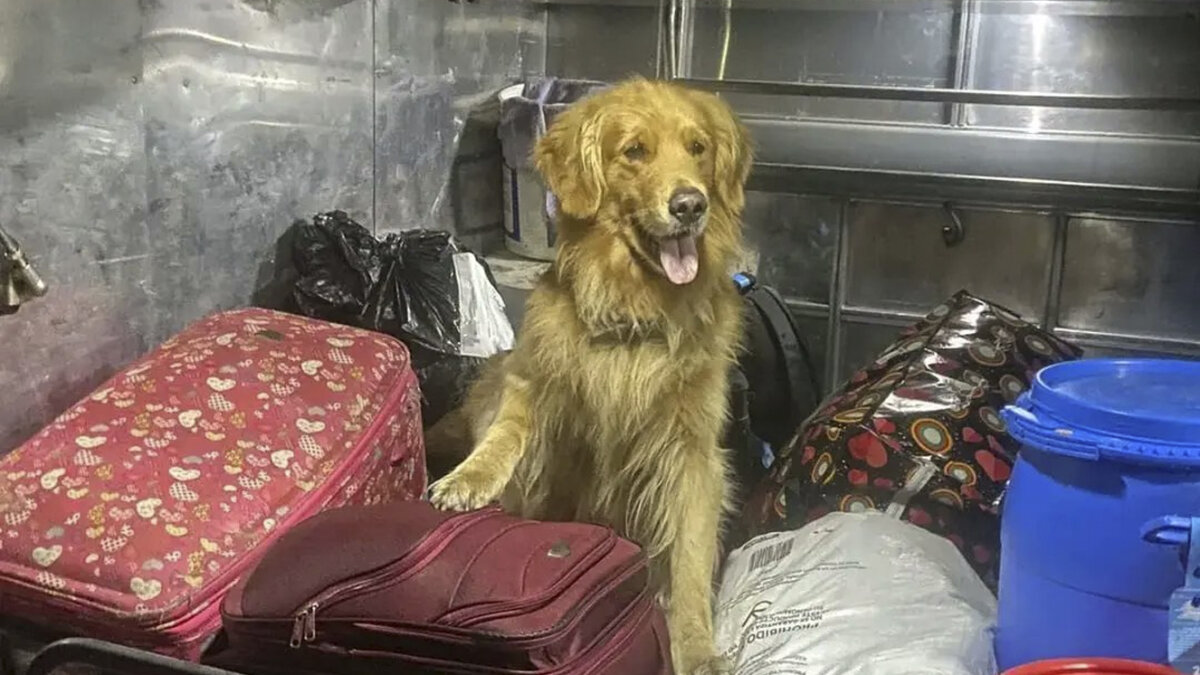 Killer, el perro antidroga que los narcos tienen amenazado Killer es un perro de raza Labrador Retriever que se ha convertido en el canino con mayor seguridad del país, pues permanece constantemente custodiado en la zona especial del Batallón de Infanteria N 18 Coronel Jaime Rookie en la Base Militar de Cajamarca, debido a que se ha convertido en el blanco de amenazas por parte de bandas del narcotráfico.