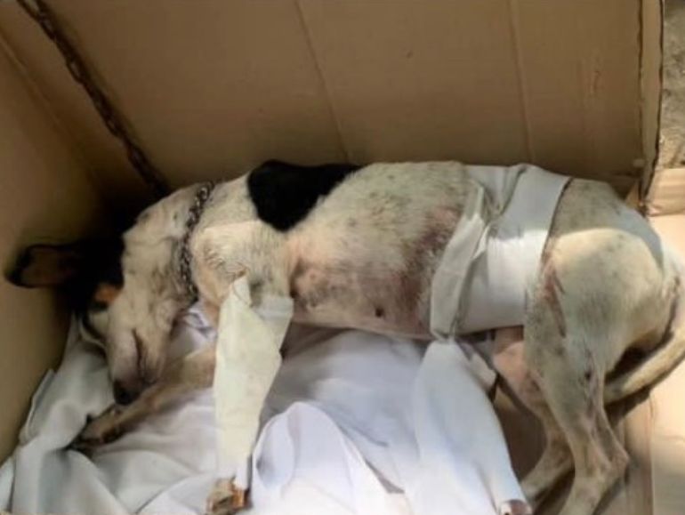 Peligroso Pitbull atacó brutalmente a una perrita en Cundinamarca Un perro de raza pitbull por poco termina acabando con la vida de una perrita en Girardot, Cundinamarca.