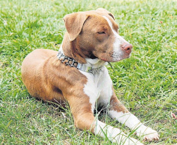 Procuraduría exige más control a perros Pitbull por aumento de ataques a menores Por cuenta de los casos reportados en los últimos días por ataques de perros raza Pitbull, la Procuraduría pidió endurecer las medidas.