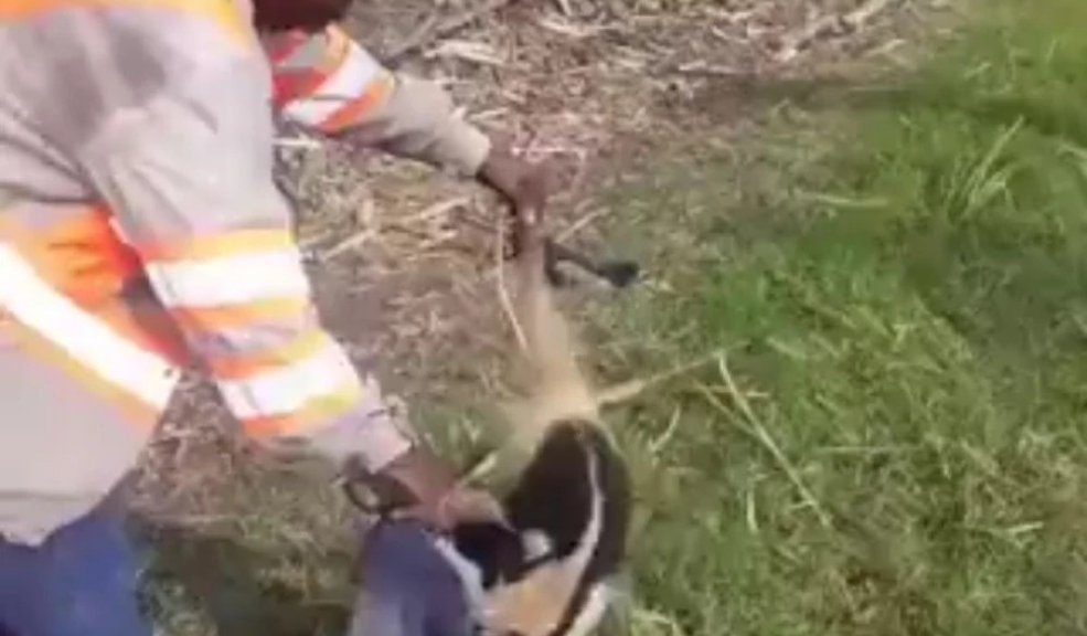 ¡Indignante! Trabajador mató a un oso hormiguero 2 ¡Indignante! Trabajador mató a un oso hormiguero Un trabajador de Providencia Cosecha (Valle del Cauca) mató a un oso hormiguero, situación que fue rechazada en redes sociales. El ingenio aseguró que tomará medidas correctivas con el hombre que le quitó la vida al animal.