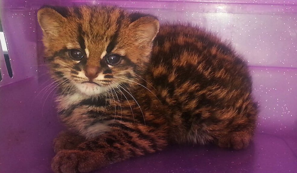 Descubren nueva especie de felino en Colombia Un equipo de científicos de la Pontificia Universidad Javeriana reveló la existencia de una nueva especie de felino en Colombia: el Gato de Nariño.