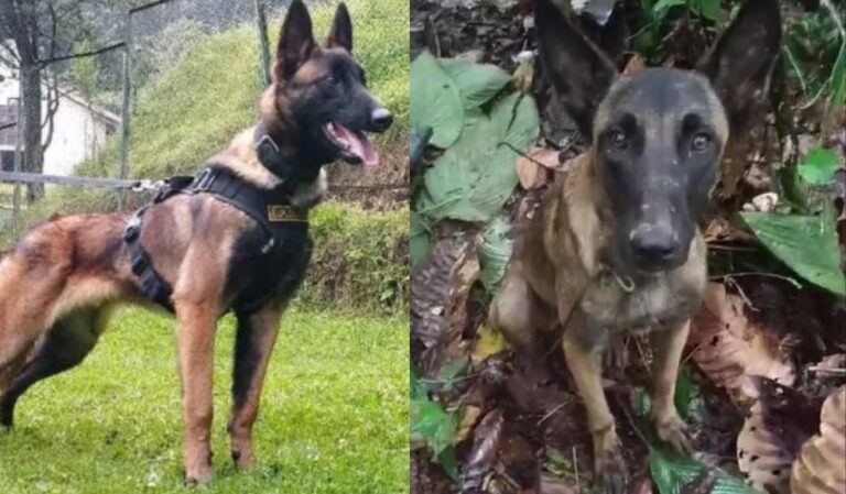 Se perdió la esperanza: se confirmó que el perro encontrado en la selva de Caquetá no es Wilson