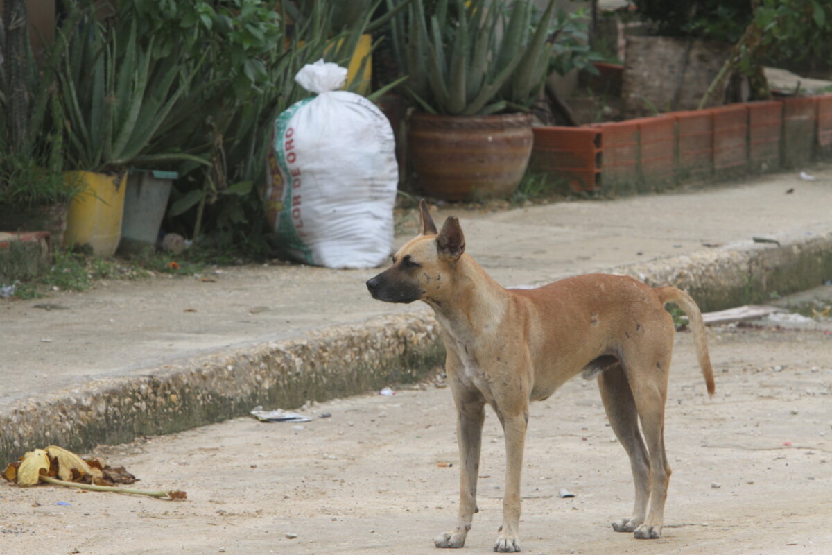 Una recién nacida murió tras ser brutalmente atacada por un perro en Cundinamarca 1 Una recién nacida murió tras ser brutalmente atacada por un perro en Cundinamarca Mientras que el país entero se encuentra celebrando los 213 años de independencia, una familia en la vereda La Moya en el municipio de Cota (Cundinamarca) lamenta la muerte de una pequeña bebé de 2 meses que falleció tras ser atacada por un perro mientras se encontraba dormida.
