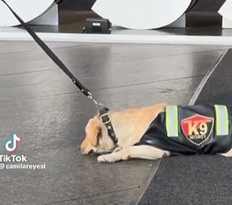 Denuncian maltrato animal contra un perrito en el centro comercial Andino 1 Denuncian maltrato animal contra un perrito en el centro comercial Andino Un perrito es arrastrado para continuar con sus labores de vigilancia en el centro comercial Andino.