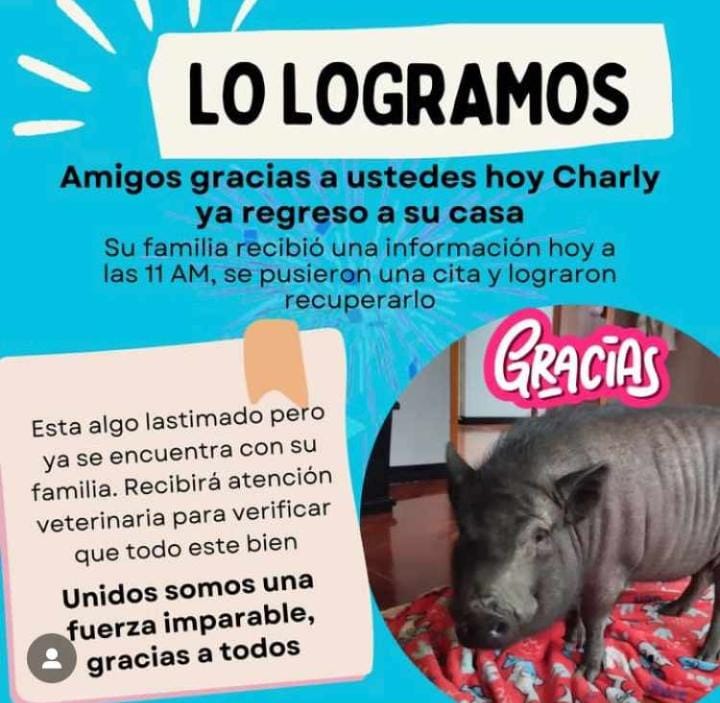 ¡Apareció Charlie, el cerdito que se robaron en Ciudad Jardín! 2 ¡Apareció Charlie, el cerdito que se robaron en Ciudad Jardín! Este viernes la dueña de Charlie confirmó, a través de una publicación, que recibió una llamada que les permitió dar con el 'minipig'.