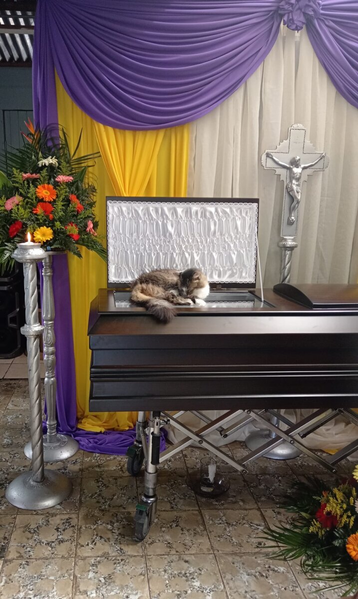 ¡Conmovedor! Gatita acompañó a su amo hasta la muerte Algunas mascotas siguen demostrando la gran conexión y fidelidad que tienen con los humanos. En esta oportunidad, se conoció la historia de Nucita, una gatita que enterneció las redes sociales tras la muerte de su amo.