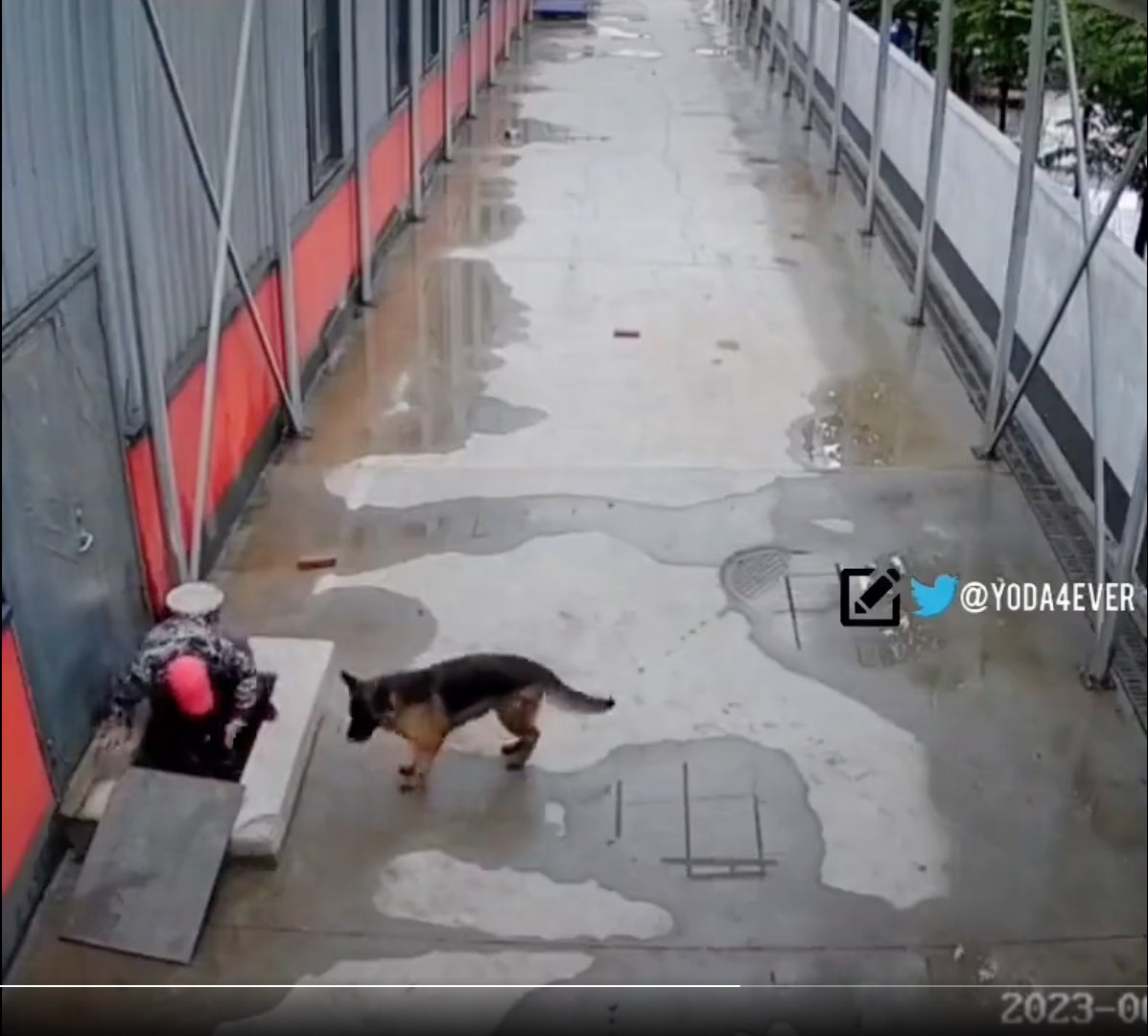 ¡Conmovedor! Perrito pidió ayuda para rescatar a su amigo 1 ¡Conmovedor! Perrito pidió ayuda para rescatar a su amigo En video quedó registrada la heroica acción de un canino para lograr salvar a su amigo perruno.