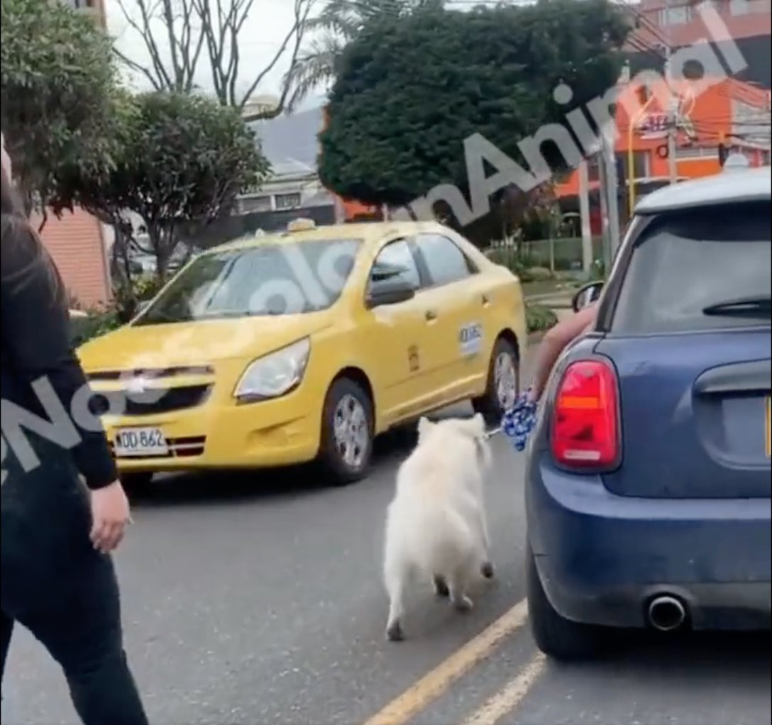 ¡Infame! Un hombre arrastró a un perrito desde un carro en el norte Bogotá En las últimas horas, se registró un lamentable caso de maltrato animal en las calles cercanas al centro comercial Unicentro, a la altura de la Carrera 13 con Calle 118, en la localidad de Usaquén, pues un hombre arrastró a un perrito mientras se encontraba conduciendo su vehículo, poniendo en riesgo la vida del peludito.