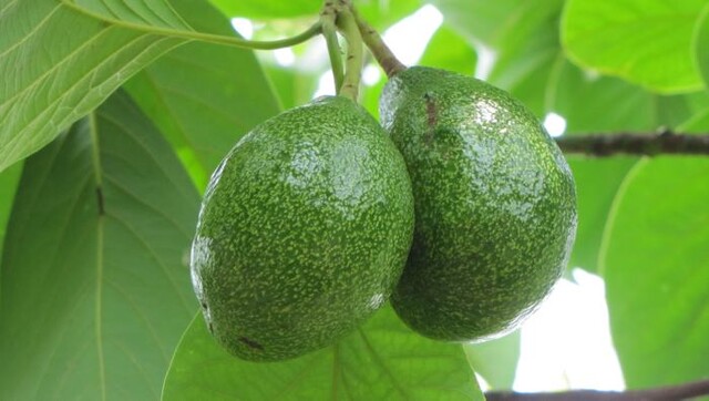 ¿Come aguacate? 10 propiedades alimenticias que no se conocían y que lo llevarán a consumir siempre esta fruta Estas son diez razones por las que debería incluir en su dieta al aguacate, un alimento con múltiples beneficios para su dieta y cuidado.