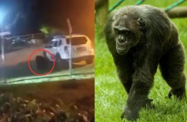 ¿Por qué sacrificaron a los dos chimpancés que escaparon del Bioparque Ukumarí? 1 ¿Por qué sacrificaron a los dos chimpancés que escaparon del Bioparque Ukumarí? En la noche del domingo 23 de julio se reportó el escape de Pancho y Chita, dos chimpancés que se encontraban en el Bioparque Ukumarí, de Risaralda, y esta mañana se confirmó el sacrificio de los animales por parte de las autoridades.