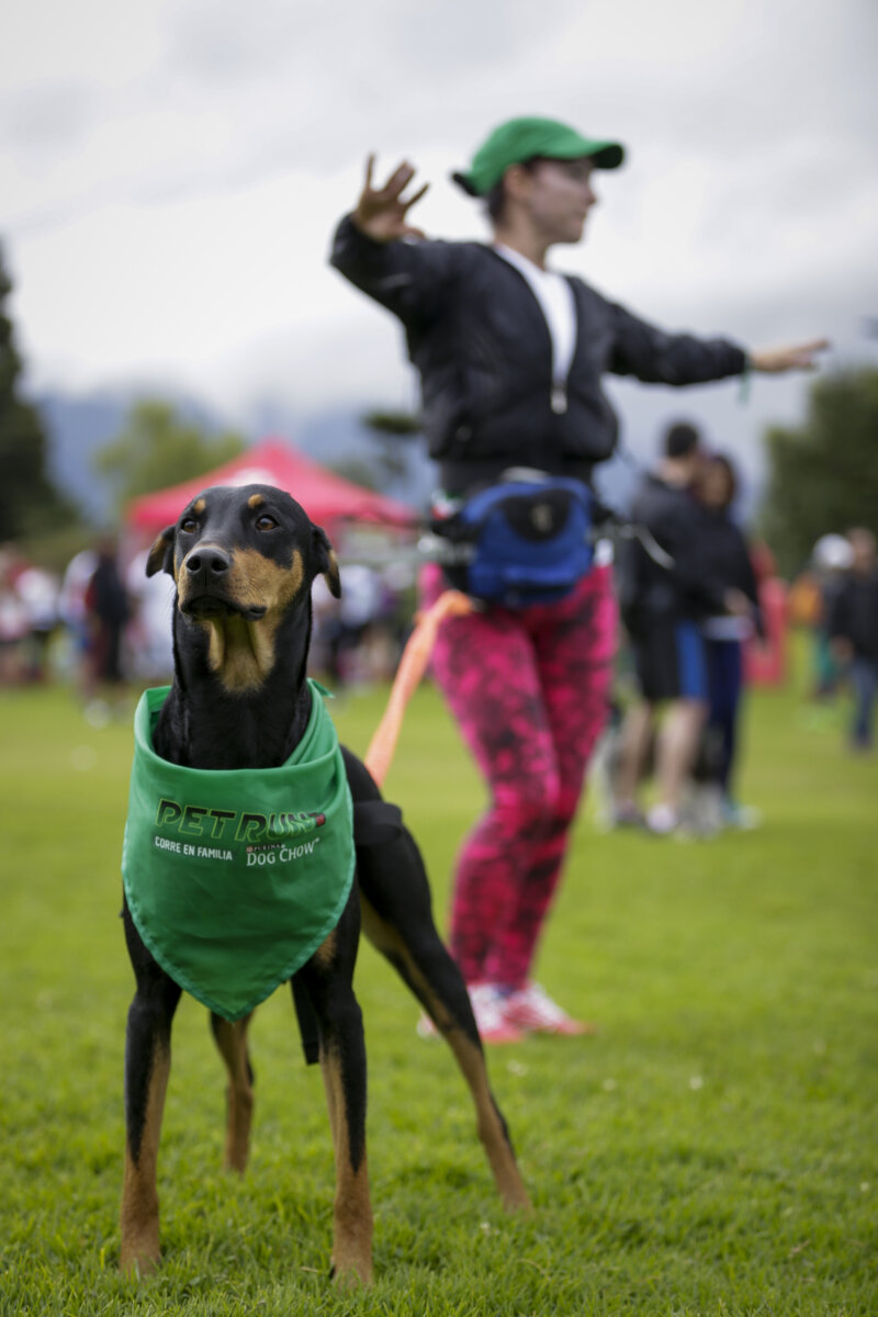 Juegos para disfrutar con tu mascota en la casa o en el parque ¡Que el lugar no sea excusa! Pon en practica estos juegos con tu mascota para ejercitar la mente y el cuerpo de tu peludito.