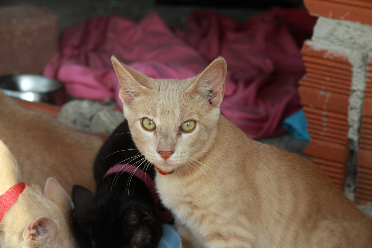 ¿Su gato le hace masajitos con las patas? Esta es la razón de este particular comportamiento Esta acción dice más de lo que usted se imagina. Hasta la puede dar señales de la salud de su gato.
