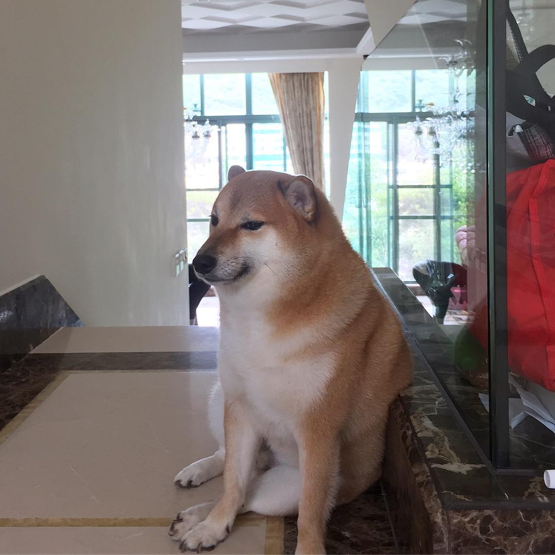 Las redes sociales están de luto: falleció Cheems, el perrito de los memes