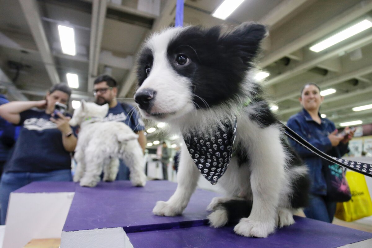 Abrieron nuevos cupos para esterilizar a su mascota A partir de este miércoles se habilitaron nuevos cupos para esterilizar a sus mascotas de manera gratuita en la Unidad de Cuidado Animal (UCA), ubicada en la Carrera 106a #67-02.