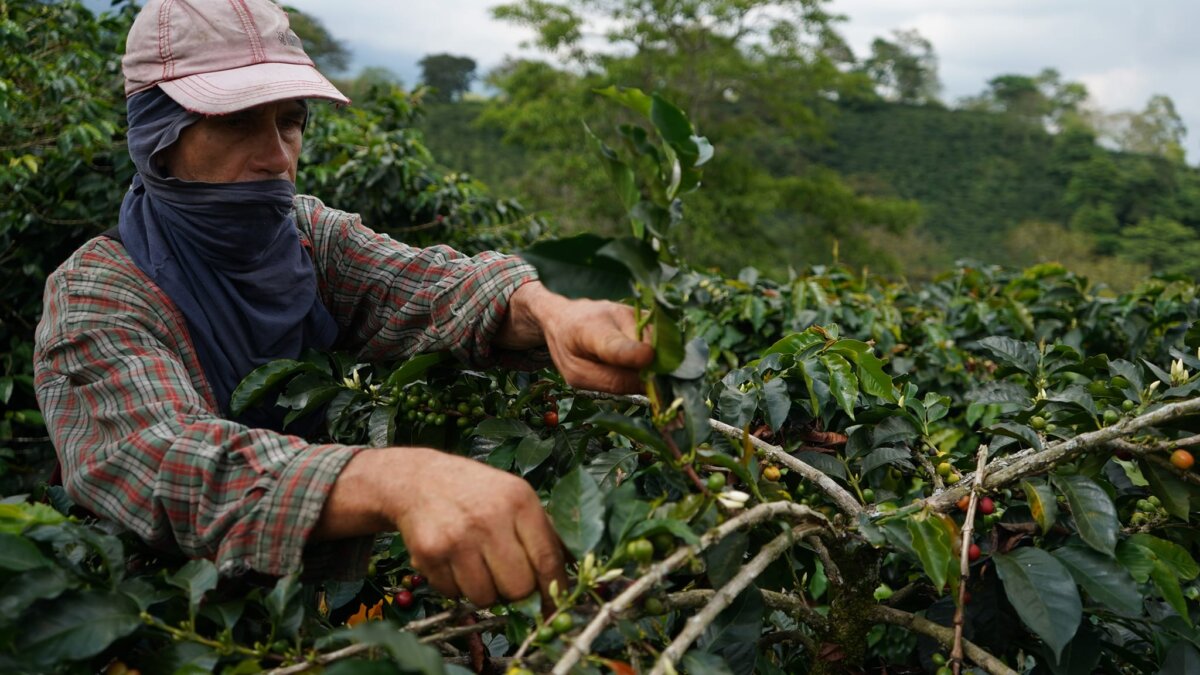 Campesena, un programa que siembra progreso 2 Campesena, un programa que siembra progreso Para potenciar la ola de transformación en las regiones campesinas del país llega CampeSENA, una estrategia que está diseñada bajo los lineamientos del Gobierno Nacional, y que busca facilitar el acceso de las personas que viven de la naturaleza a los servicios y programas del SENA.