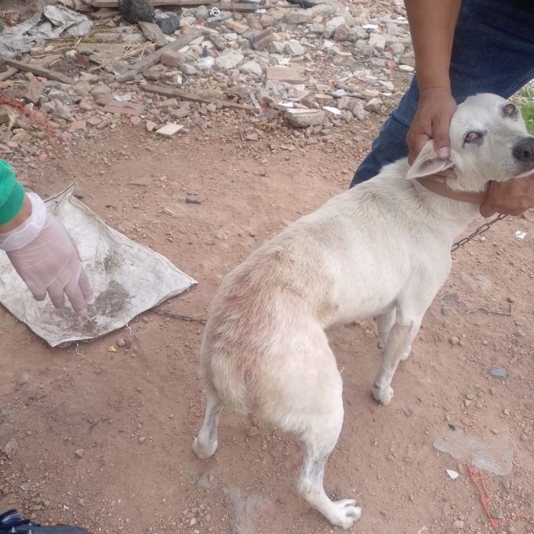 Rescataron a 5 perritos víctimas de presunto maltrato animal 1 Rescataron a 5 perritos víctimas de presunto maltrato animal