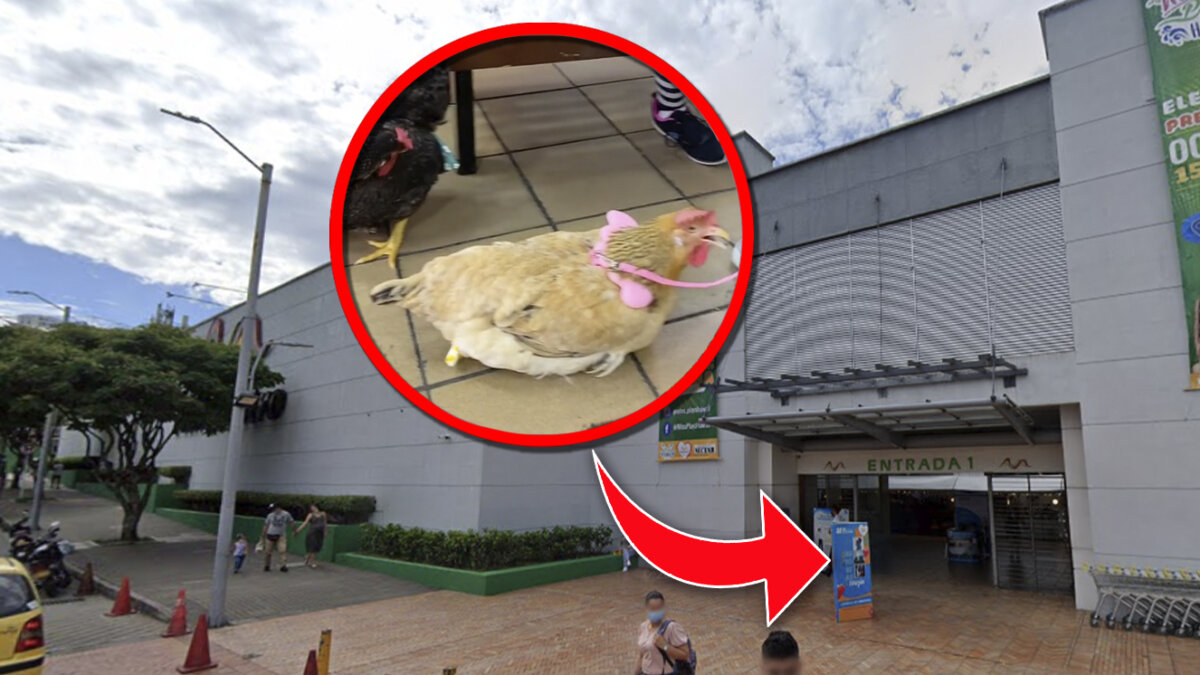 EN VIDEO: Sacaron a pasear a gallinas en centro comercial En vídeo quedó registrado el momento en que dos gallinas iban paseando junto a sus dueños en Multicentro, un centro comercial ubicado en la ciudad de Ibagué.